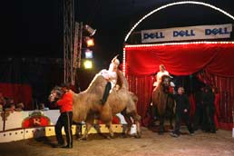 camels
